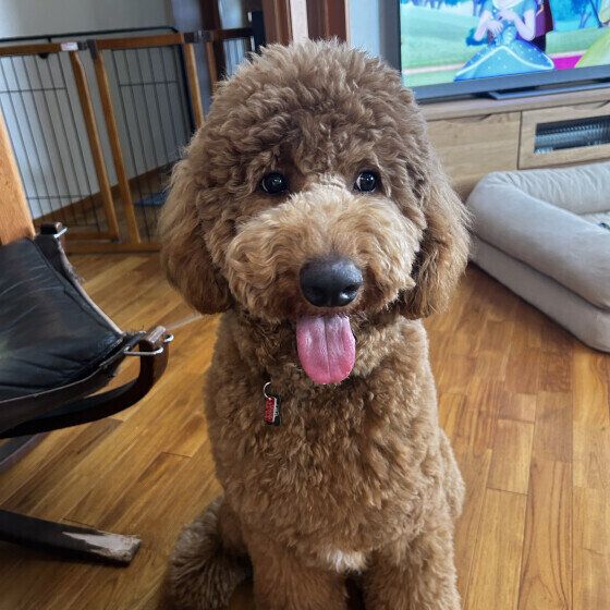 犬が雷を怖がる理由と震えたりパニックを起こしたときの対処法 いぬのきもち