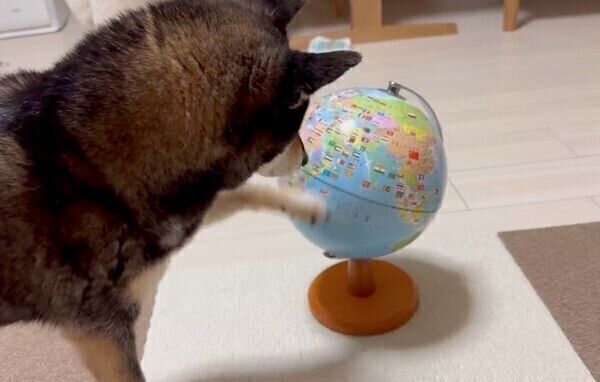 地球儀を回すあずきちゃん