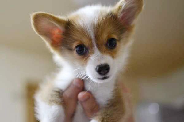 見つめるコーギー