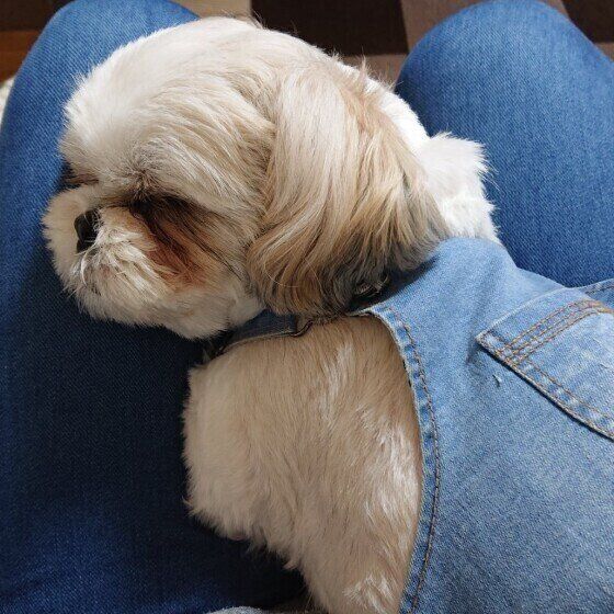 膝の上にいるシー・ズー