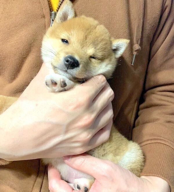 抱っこされるうにくん