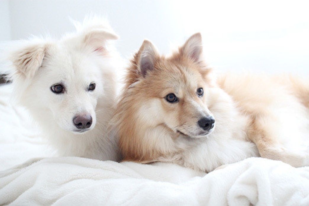 誕生日を祝う気持ち 穴澤賢の犬のはなし いぬのきもちweb Magazine 誕生日を祝う気持ち 穴澤賢の犬のはなし いぬのきもちweb Magazine