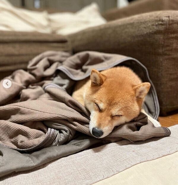 眠るマメちゃん