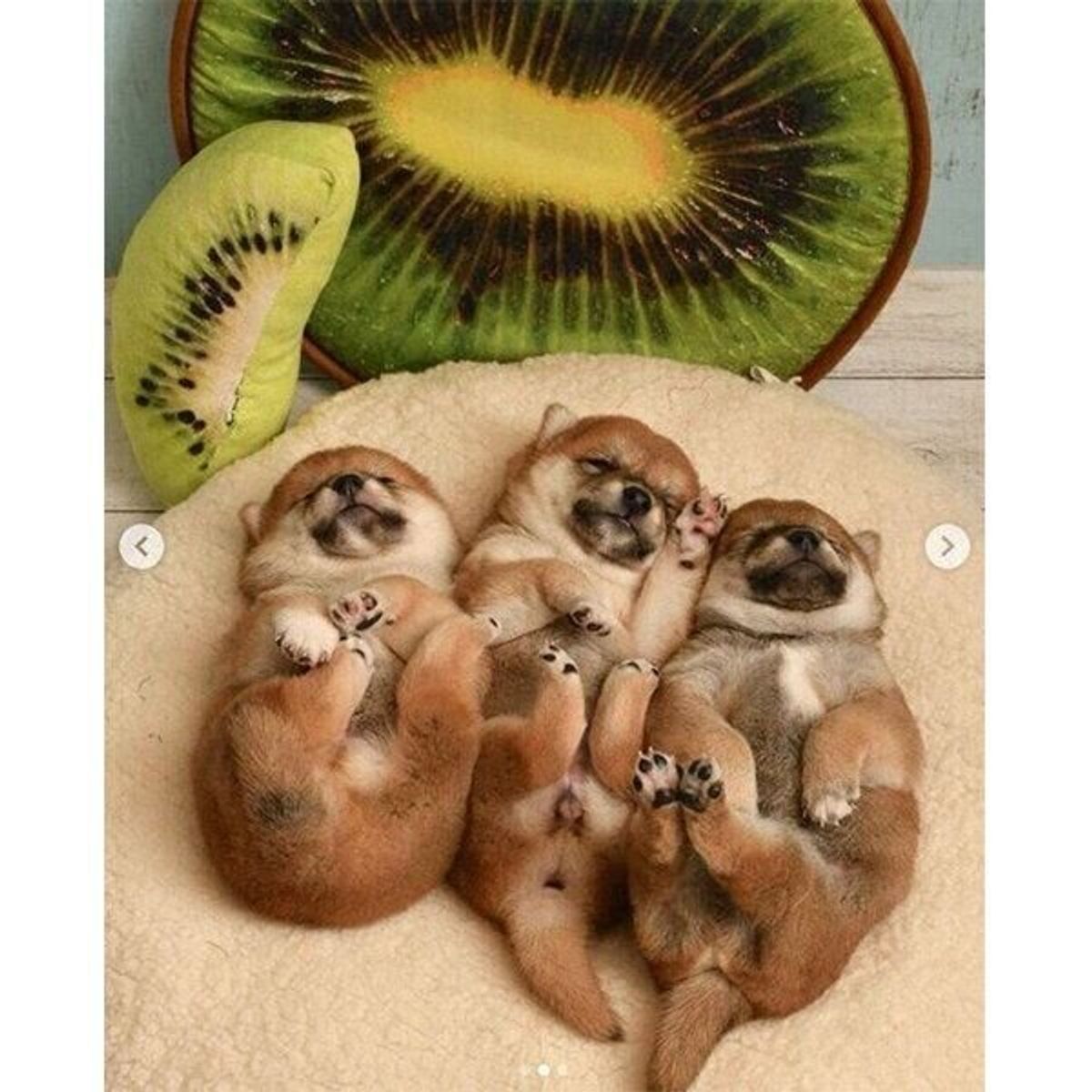 豆柴コンビに待望の赤ちゃんが誕生 初めての出産で悲しみと喜びを経験 育児に奮闘する様子を聞いた いぬのきもちweb Magazine 豆柴コンビに待望の赤ちゃんが誕生 初めての出産で悲しみと喜びを経験 育児に奮闘する様子を聞いた いぬのきもちweb Magazine