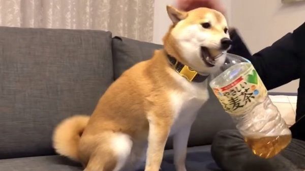 あざといテクニックを披露する柴犬