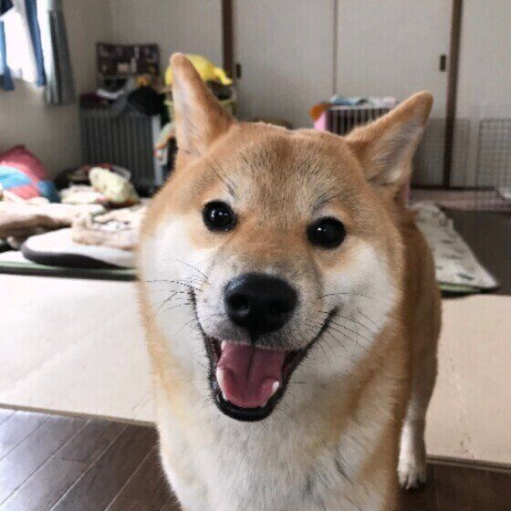 柴のぽんたちゃん