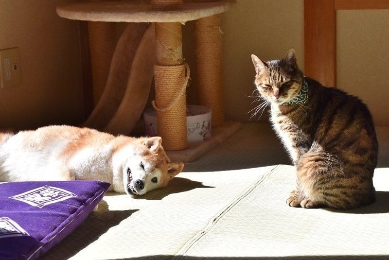 柴犬かぼすちゃんの激しい寝顔に、同居猫も戸惑いがち…｜いぬの