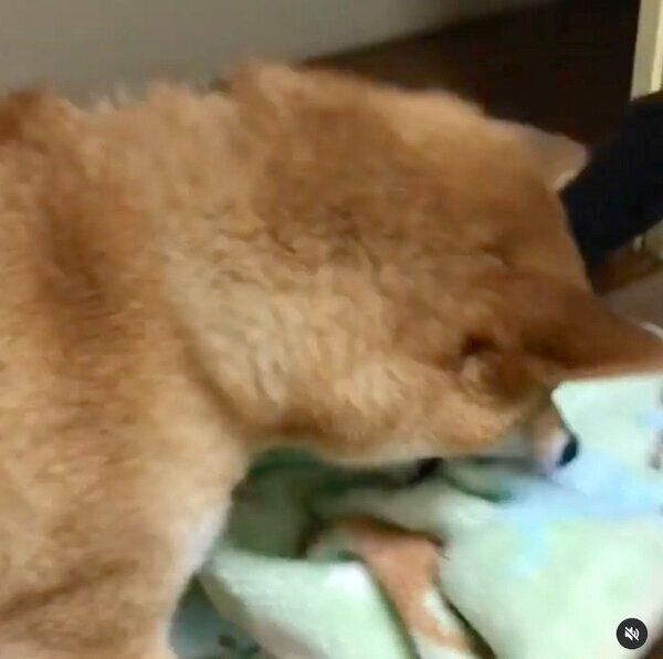 大きな布団を持ってきた福くん