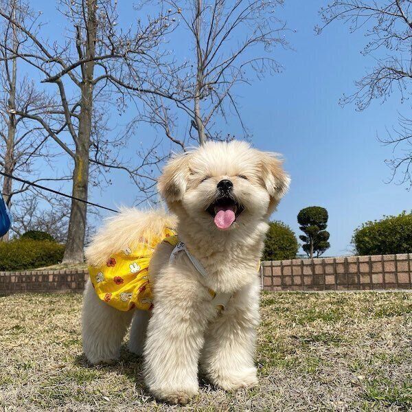 散歩で笑顔の琴ちゃん