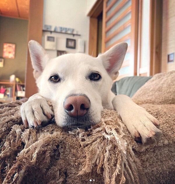 まったりするチルちゃん