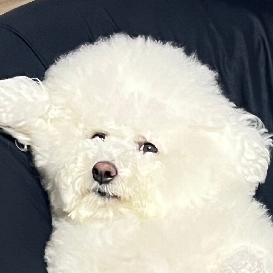 飼い主さんたちの反応を確認するプンちゃん