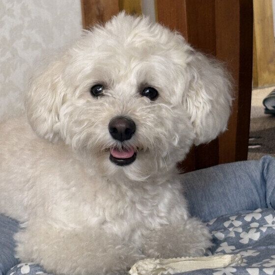 犬が心を許した人だけに見せるしぐさとは？ 犬が表現しているしぐさと心理 いぬのきもち