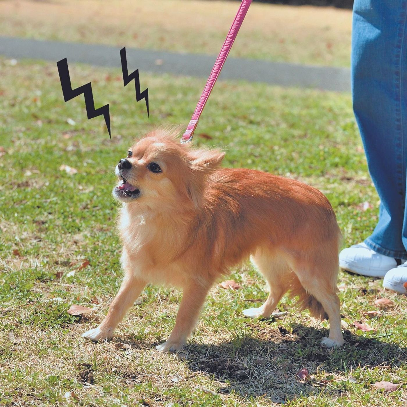 ほかの犬に吠える 1頭につられてもう1頭も吠え始める 散歩の困りごと解決策 いぬのきもちweb Magazine ほかの犬に吠える 1頭につられてもう1頭も吠え始める 散歩の困りごと解決策 いぬのきもちweb Magazine