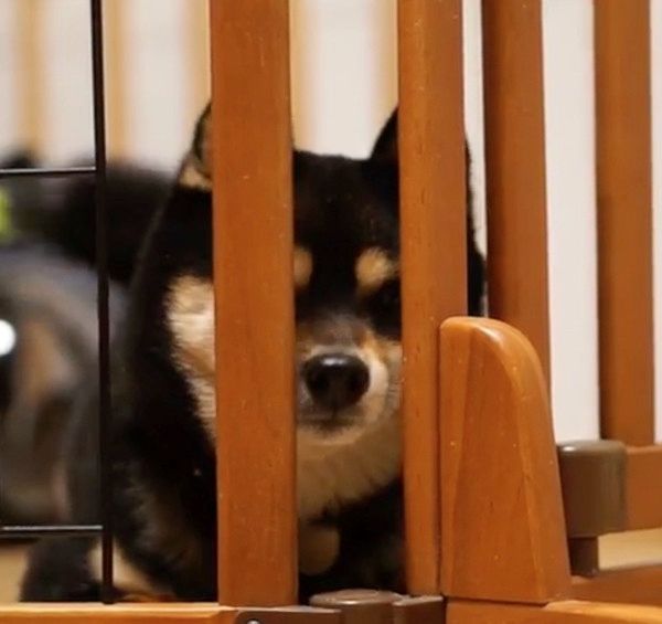 散歩に行きたい犬