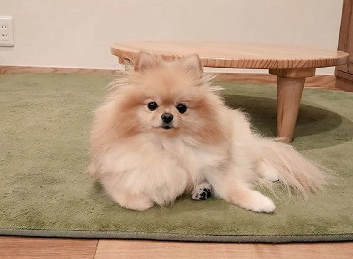 まるでポケモンの進化系 シャンプーによる ポメちゃん4変化 に大反響 いぬのきもちweb Magazine まるでポケモンの進化系 シャンプーによる ポメちゃん4変化 に大反響 いぬのきもちweb Magazine