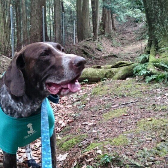 ジャーマン・ショートヘアード・ポインター