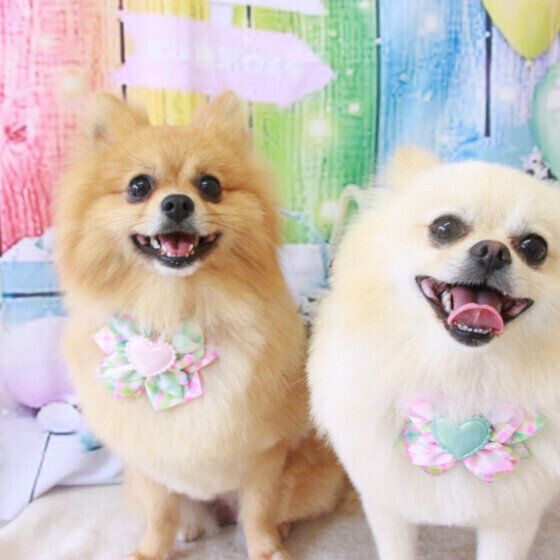 ポメラニアンのむぎくん