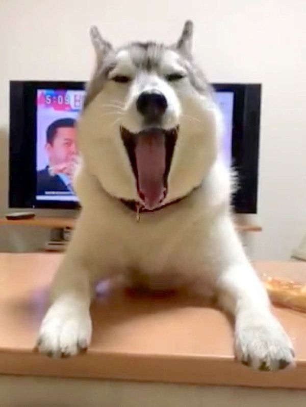 無言の圧力をかけるユキちゃん