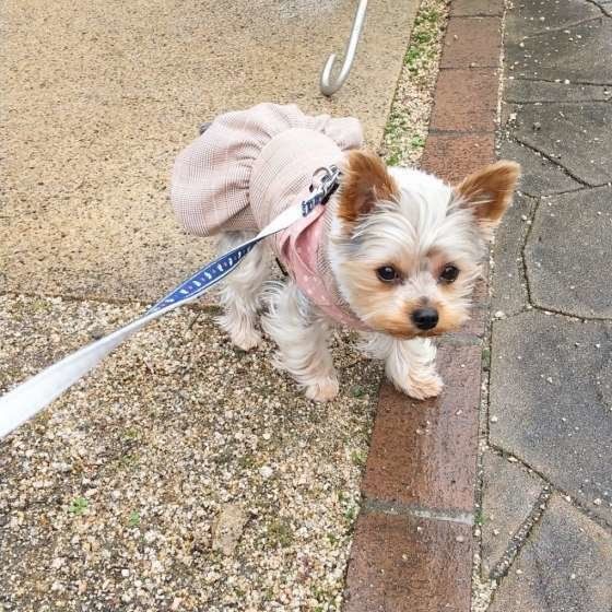 お散歩するヨークシャー・テリア