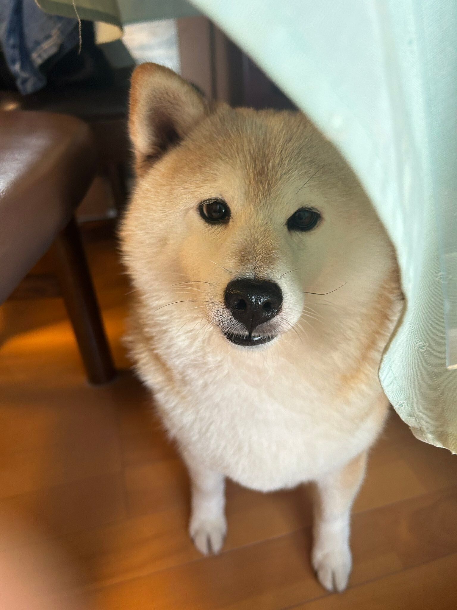 かわいらしい目で飼い主さんを見つめるはなちゃん