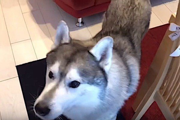 おもちゃの鶏に驚くシベリアン・ハスキー