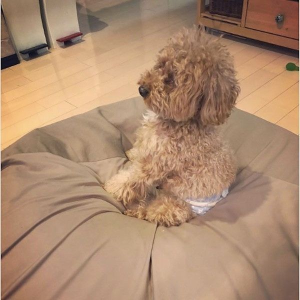 トイ・プードル