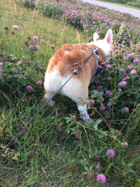 ウェルシュ・コーギー・ペンブロークのポンちゃん