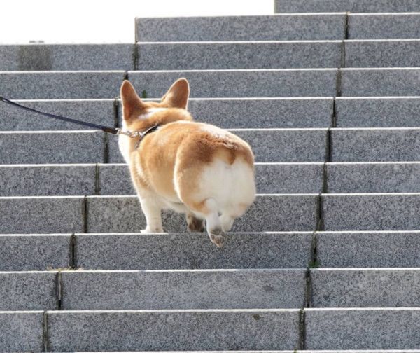 お尻がかわいいコーギー