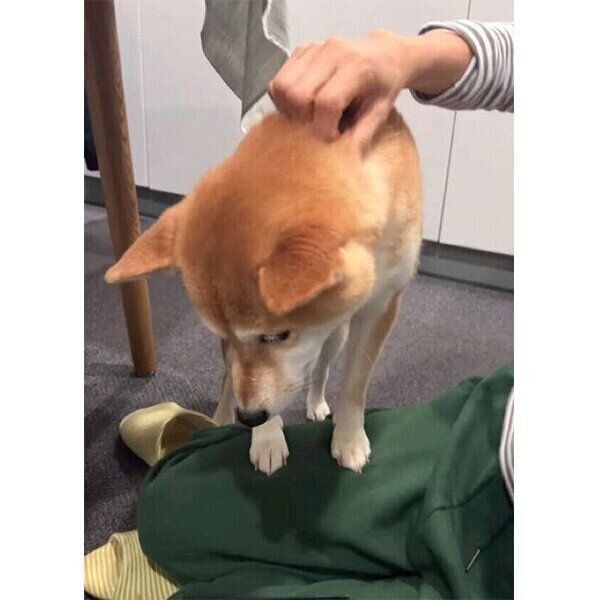 かまってちゃんなすずちゃん