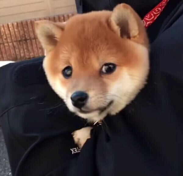 プレ散歩をするモモちゃん