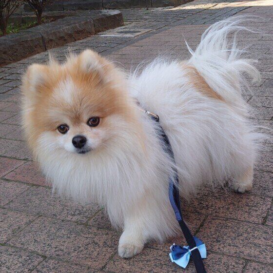 散歩するポメラニアン