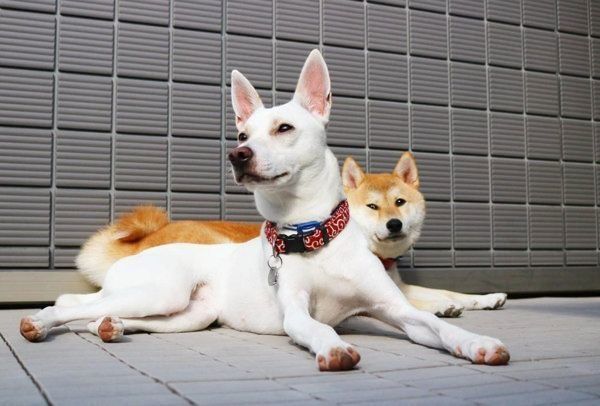 すずちゃんと先住犬のハルちゃん
