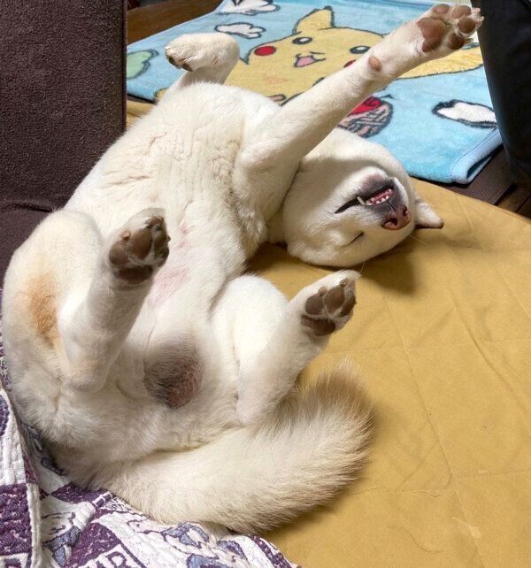 爆睡するハルくん