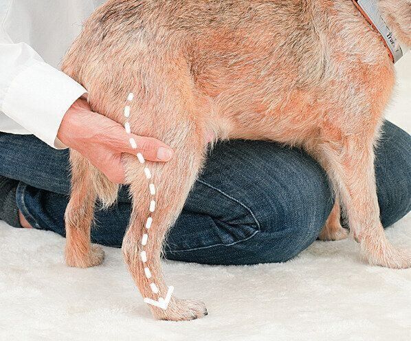 後ろ足をなでられる犬