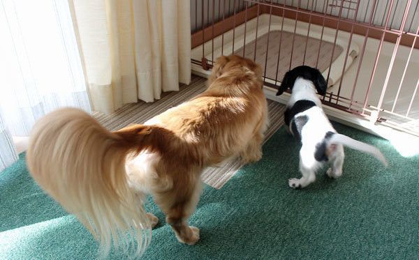 トイレをくんくんする犬