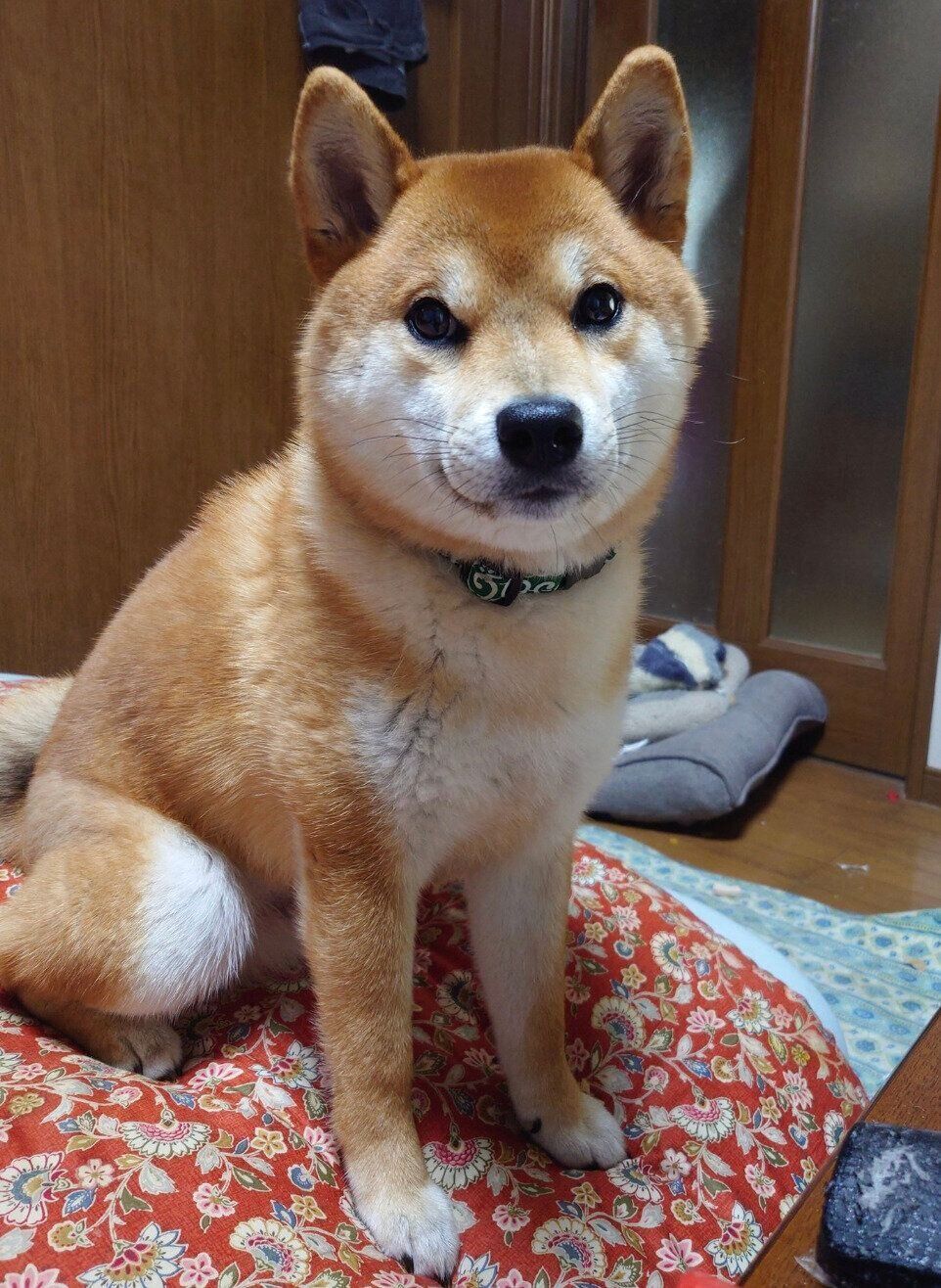 成長した慎之介くん