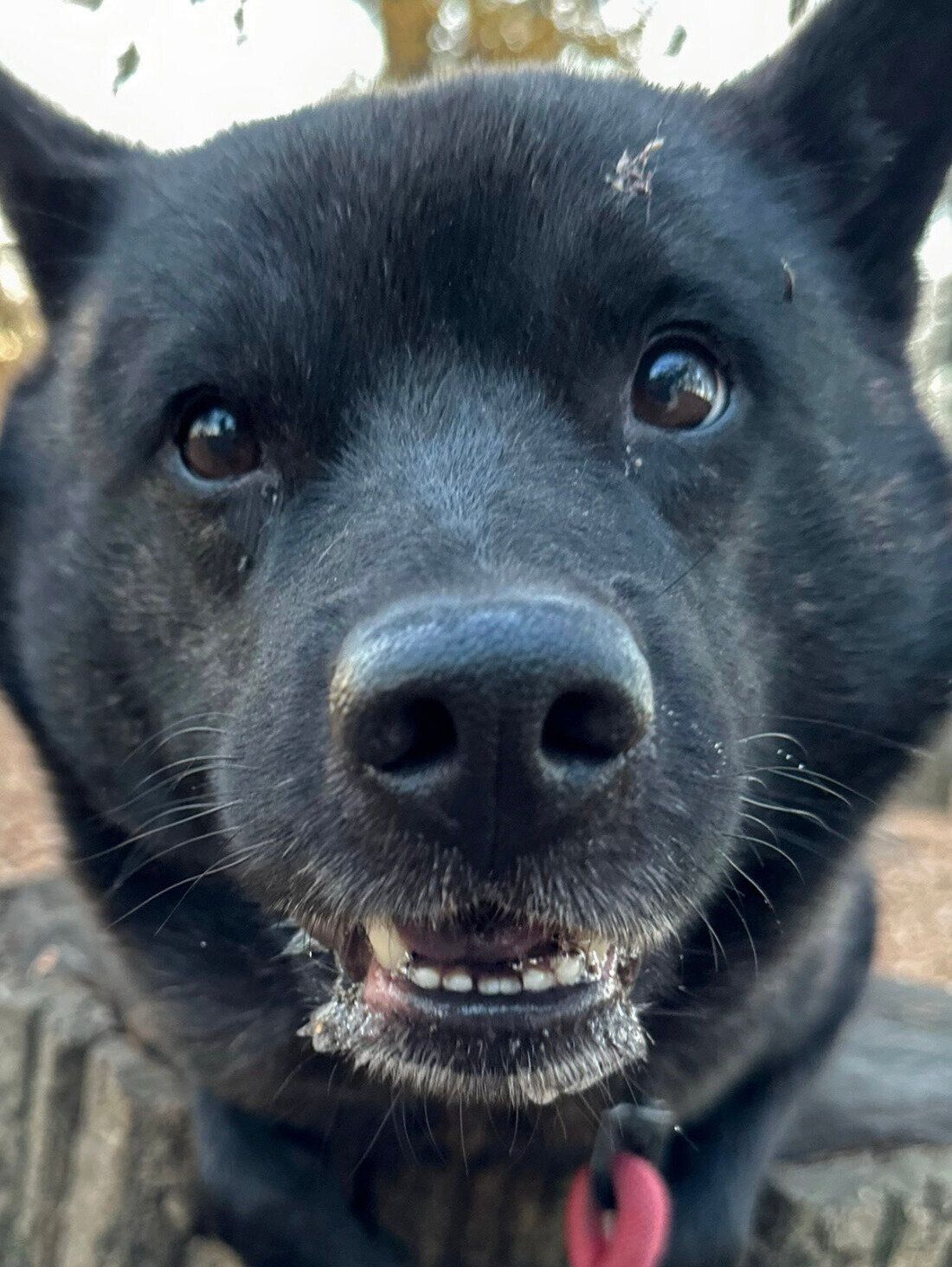 おやつをおねだりする斬九郎くん