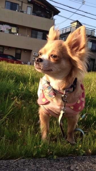 夕日を見つめるサラちゃん