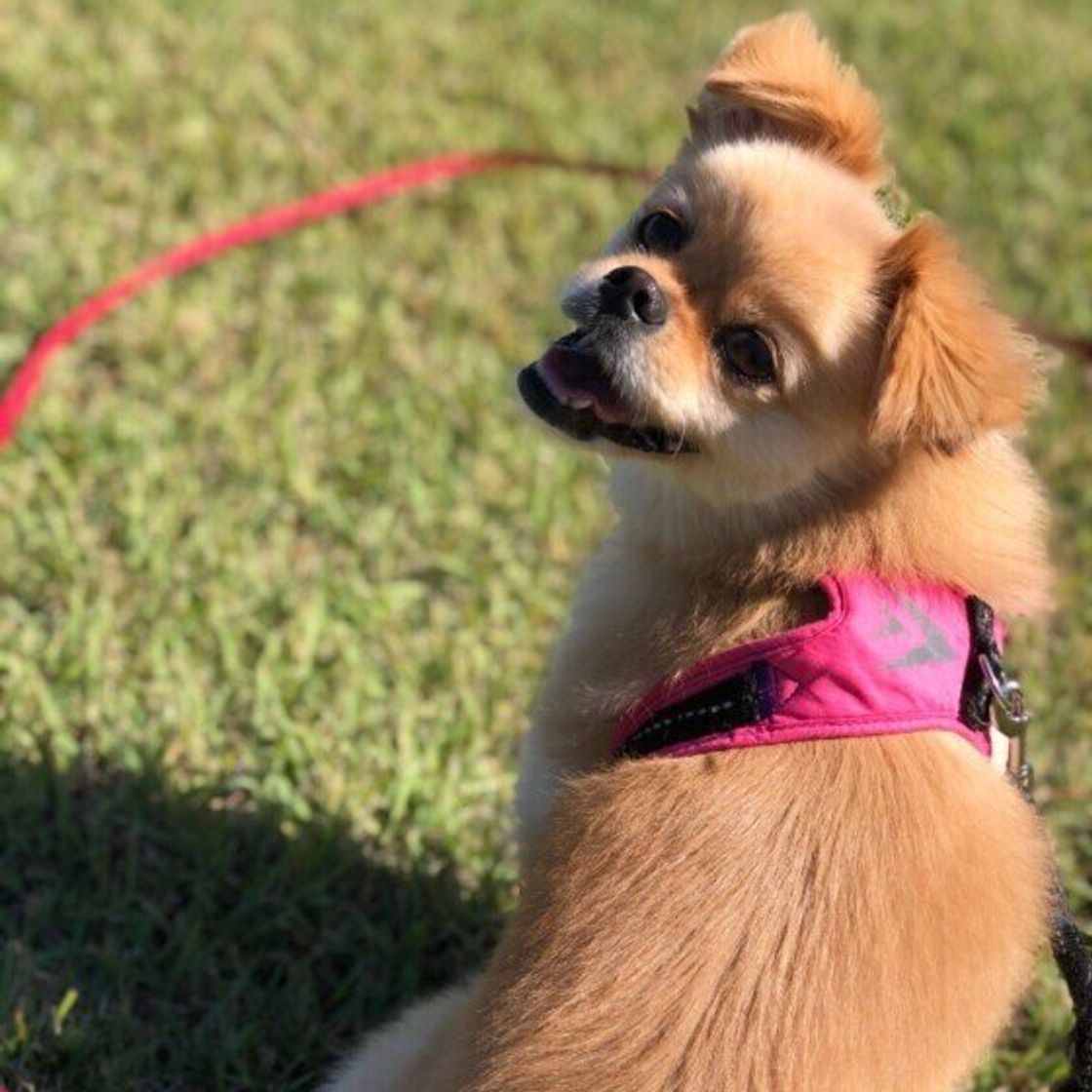 犬にはなんでもお見通し 人の言葉の理解力がすごいと明らかに いぬのきもちweb Magazine 犬にはなんでもお見通し 人の言葉の理解力がすごいと明らかに いぬのきもちweb Magazine