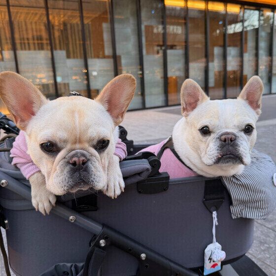 カートでお出かけ中のフレンチ・ブルドッグ