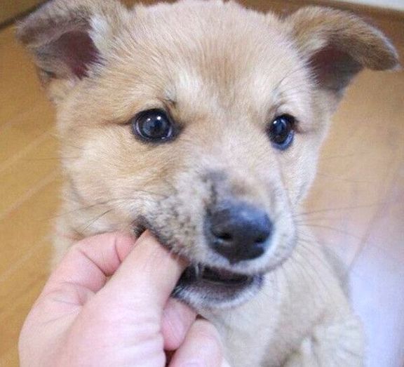 子犬時代の柚ちゃん