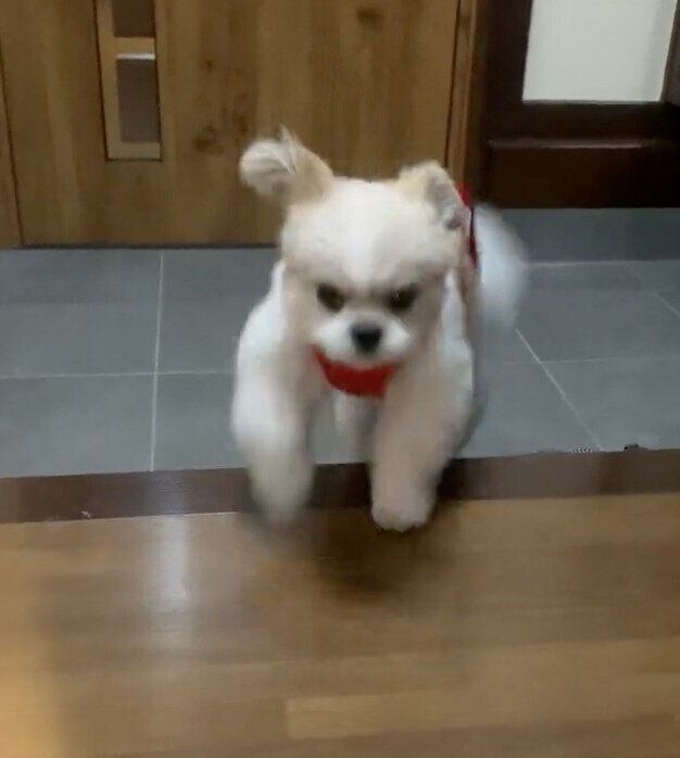 飼い主さんのもとにやってくるぽん酢ちゃん