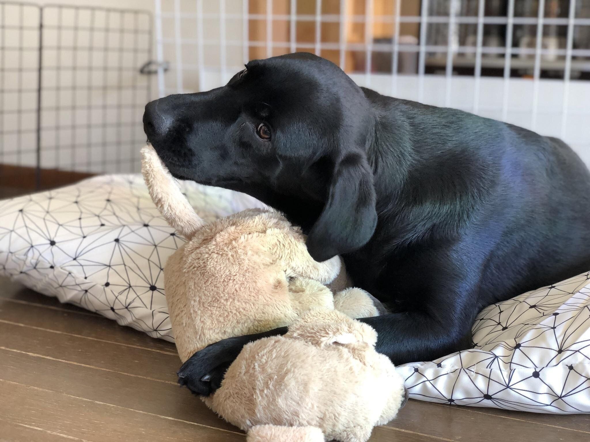 そのおもちゃ いつまで持つか 大型犬