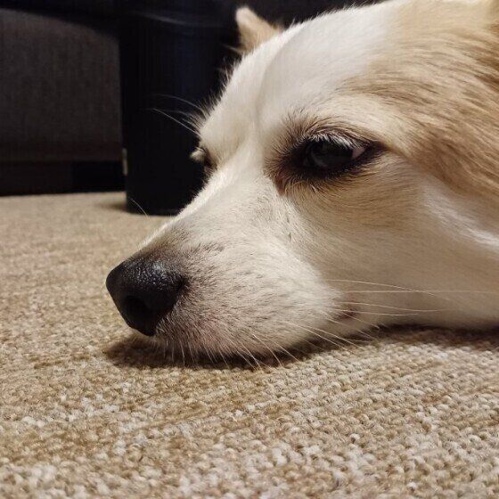 小型犬のげんきくん