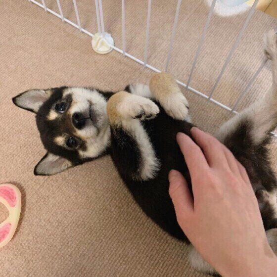 もしかして多飲多尿？いち早く愛犬の異変に気が付くためのポイントとは？ いぬのきもち