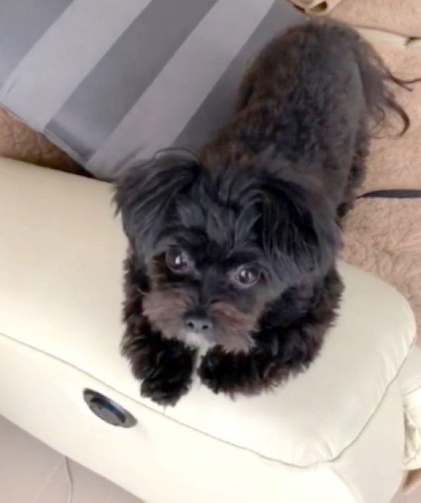 ソファでの座り方が独特なポメプー