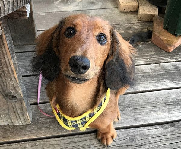 見つめるミニチュア・ダックスフンド