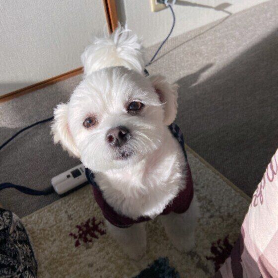 小型犬のララちゃん