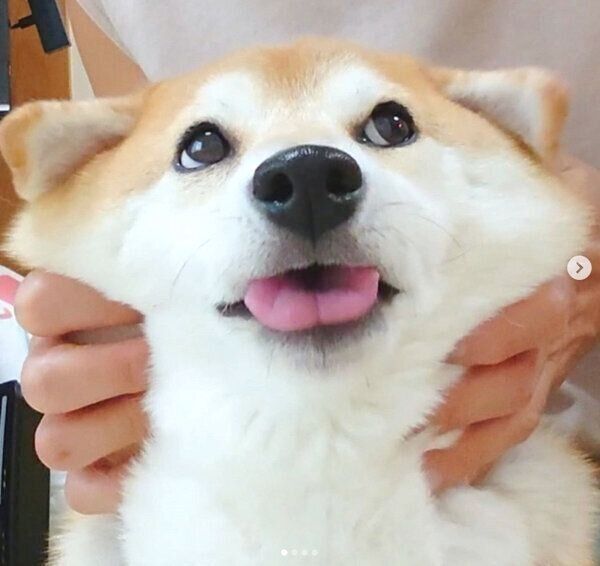 舌を出すチャーミーちゃん