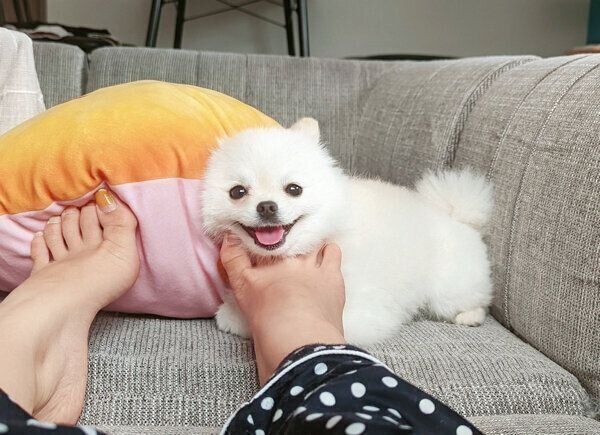 笑顔が可愛いこめたくん